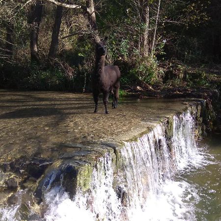 Chambre Cevennes: Piscine, Lamas, Riviere Cros  Exteriér fotografie
