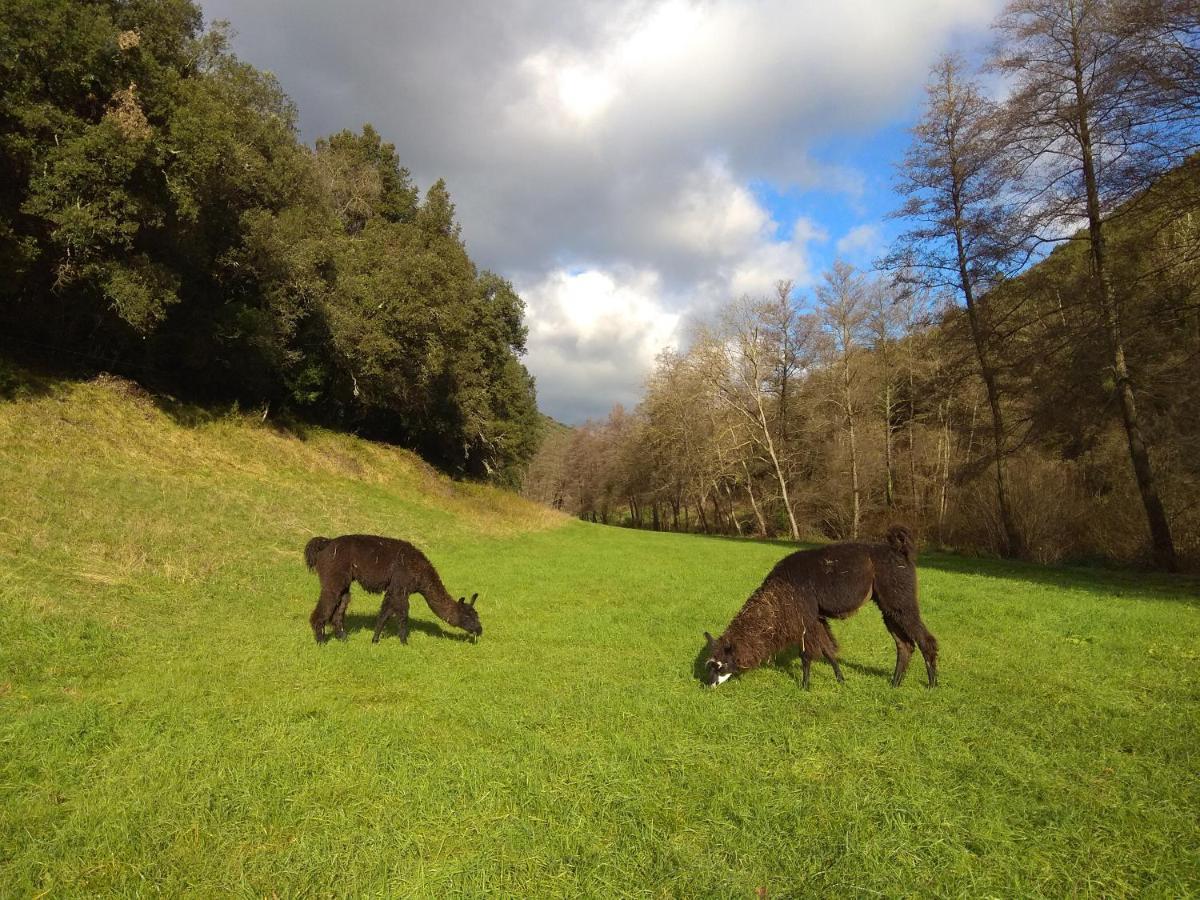Chambre Cevennes: Piscine, Lamas, Riviere Cros  Exteriér fotografie
