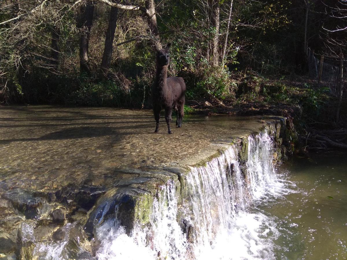 Chambre Cevennes: Piscine, Lamas, Riviere Cros  Exteriér fotografie