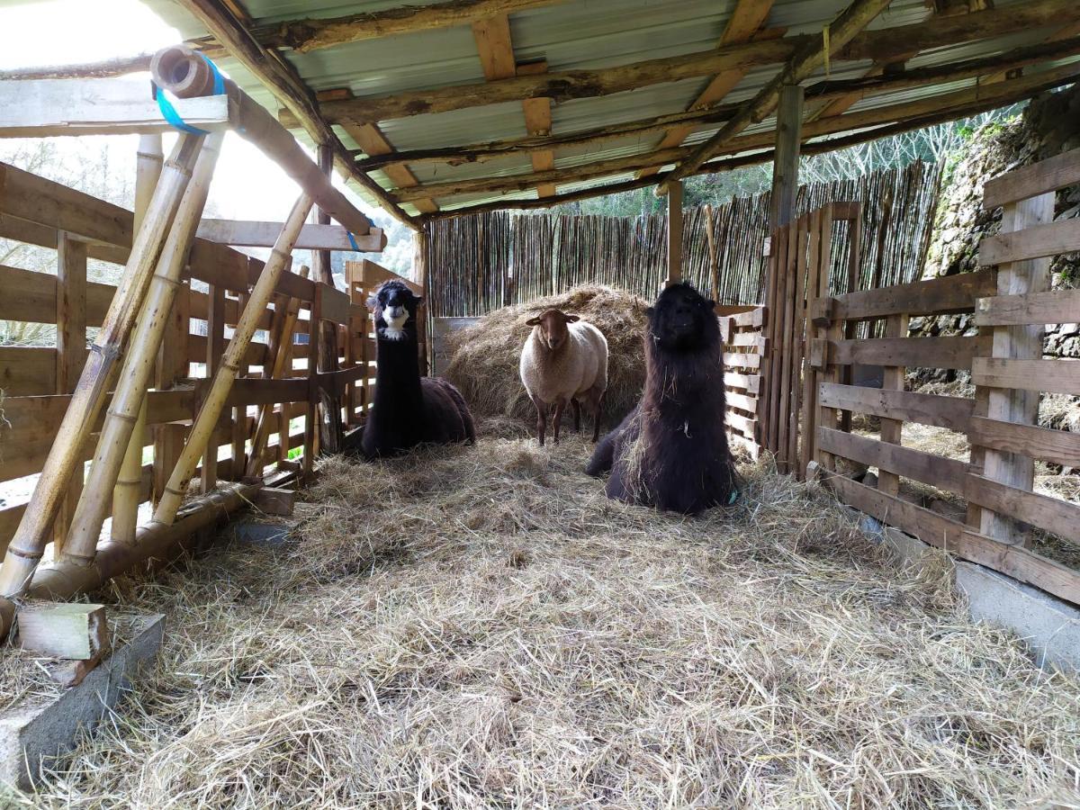 Chambre Cevennes: Piscine, Lamas, Riviere Cros  Exteriér fotografie