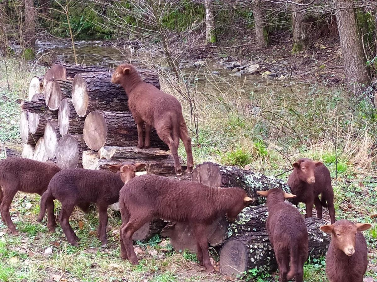 Chambre Cevennes: Piscine, Lamas, Riviere Cros  Exteriér fotografie
